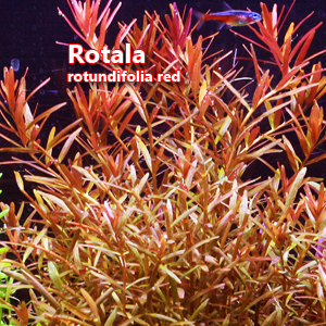 Rotala rotundifolia red